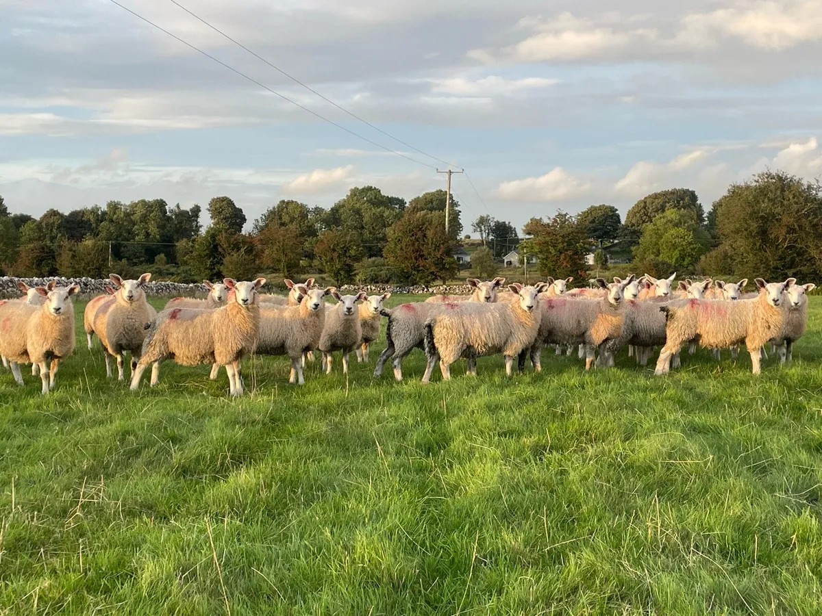 Aberfield X Ewe Lambs - Image 2