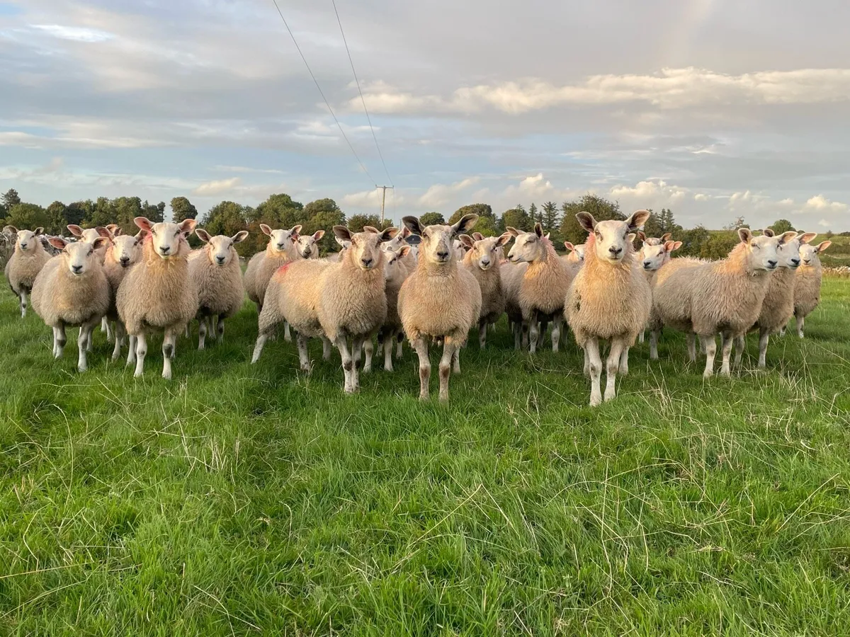 Aberfield X Ewe Lambs - Image 3