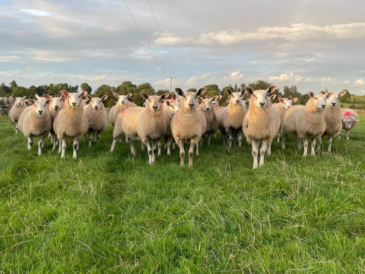 Aberfield X Ewe Lambs - Image 4