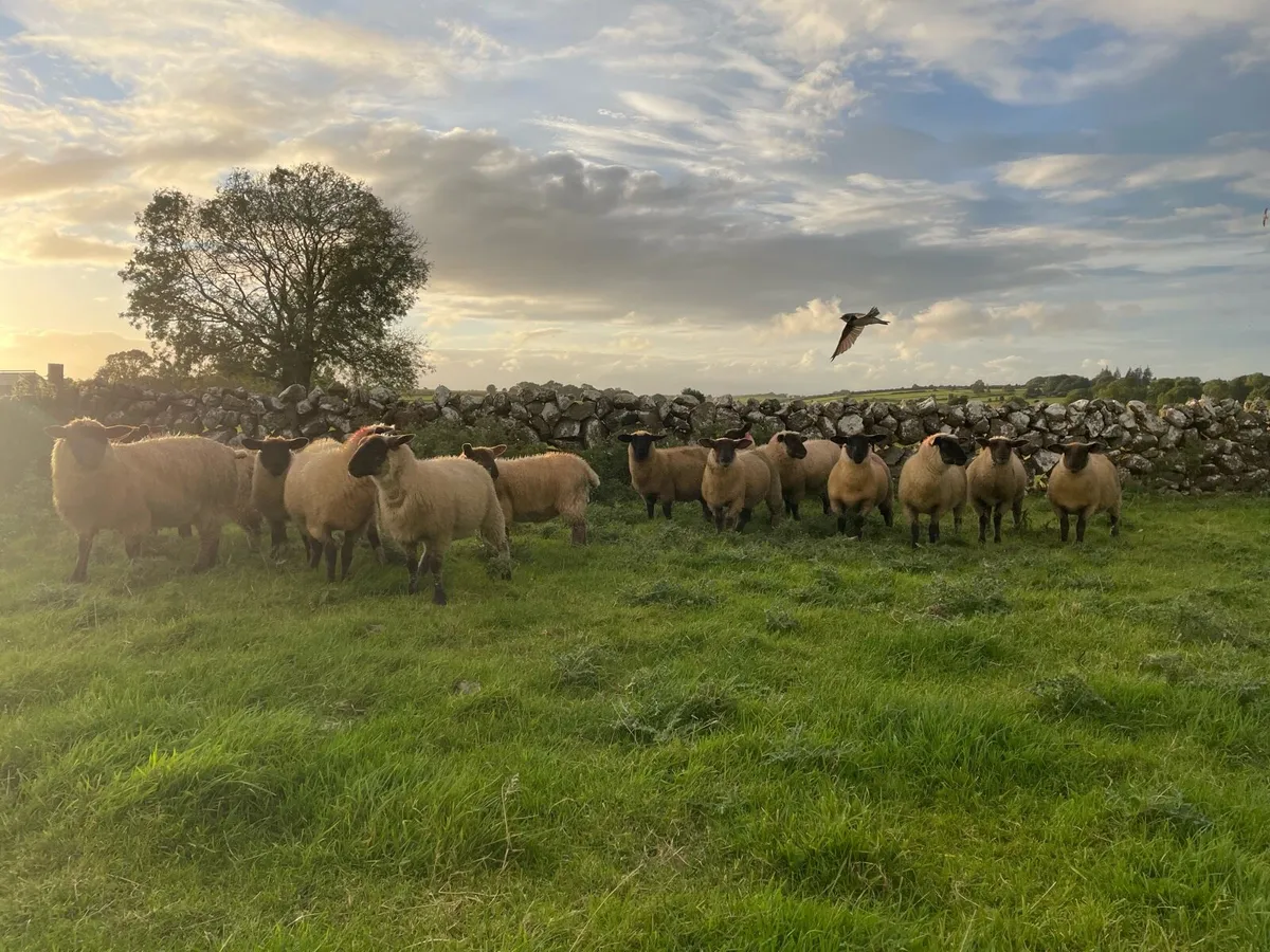 Suffolk X Ewe Lambs For Sale - Image 1