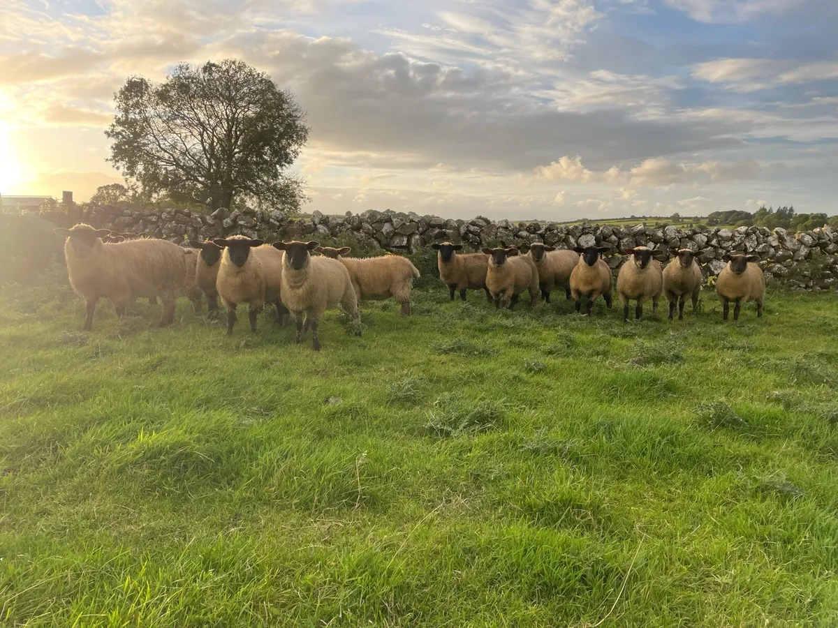 Suffolk X Ewe Lambs For Sale - Image 3