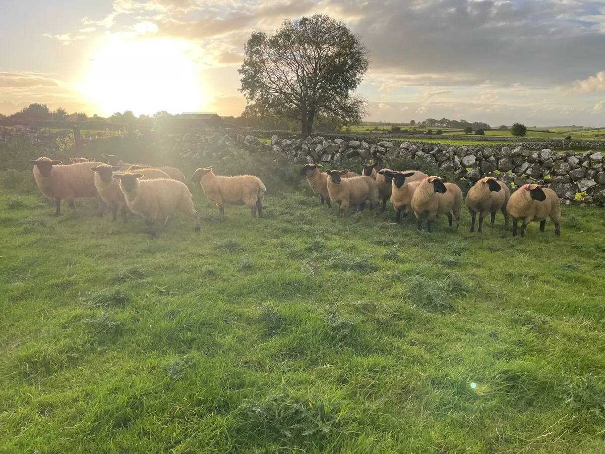 Suffolk X Ewe Lambs For Sale - Image 4
