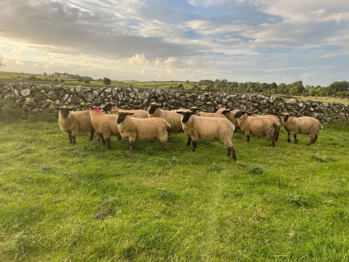 Suffolk X Ewe Lambs For Sale - Image 2