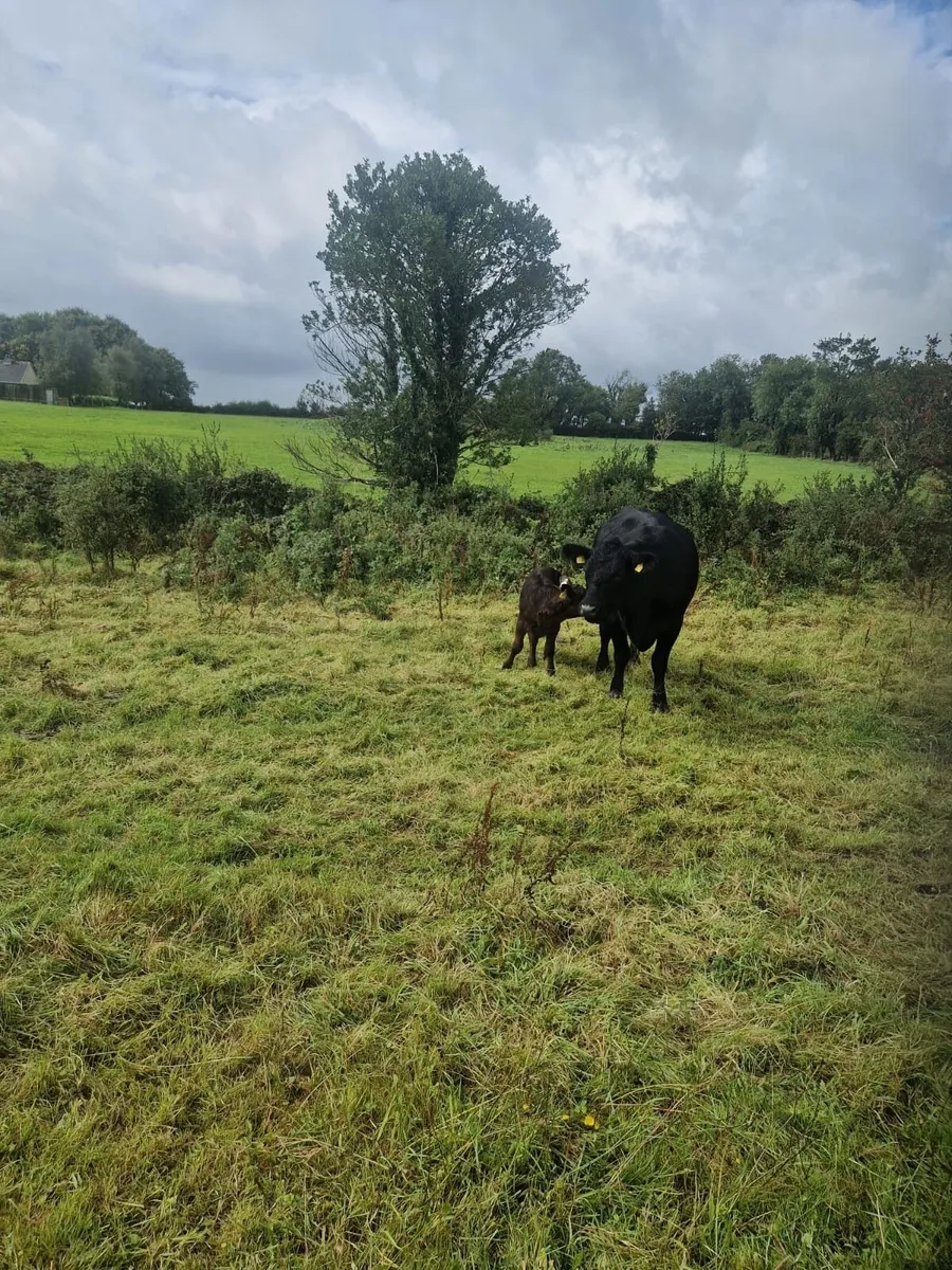 **Purebred Aberdeen Angus cow and calf - Image 1