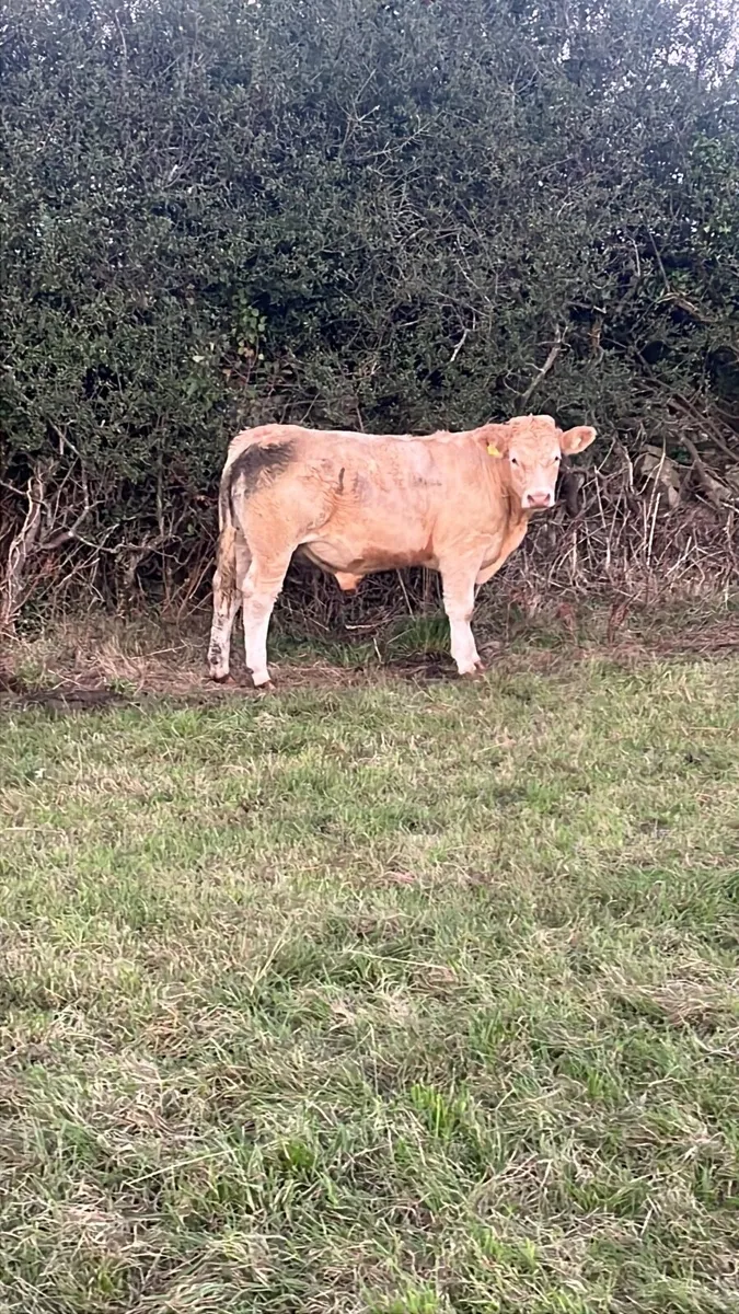 Charolais bullocks - Image 1
