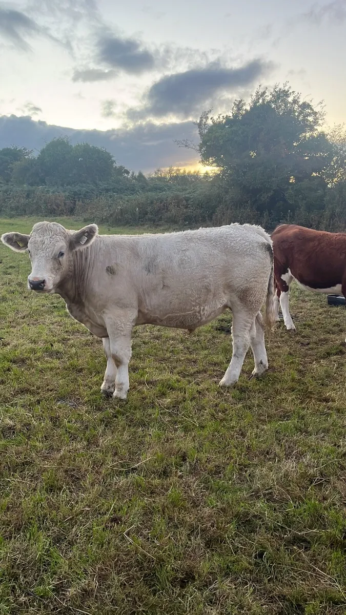 Charolais bullocks - Image 3