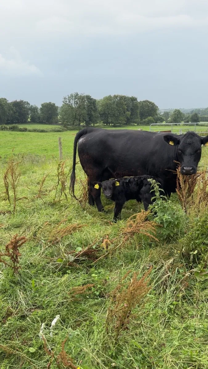 **Purebred Aberdeen Angus cow and calf - Image 2