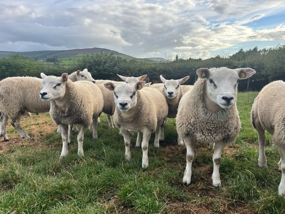 Texel Ram Lambs - Image 1