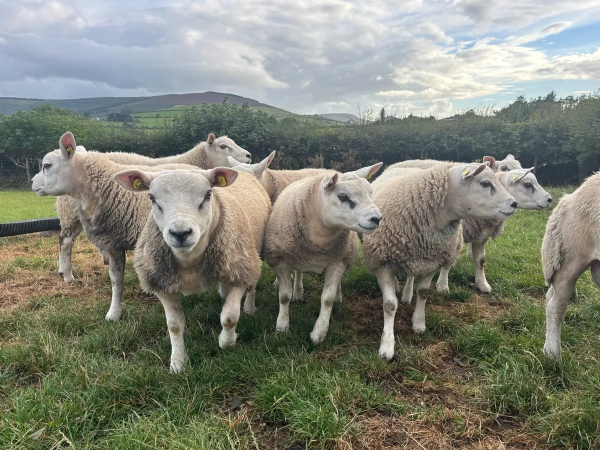 Texel Ram Lambs - Image 2
