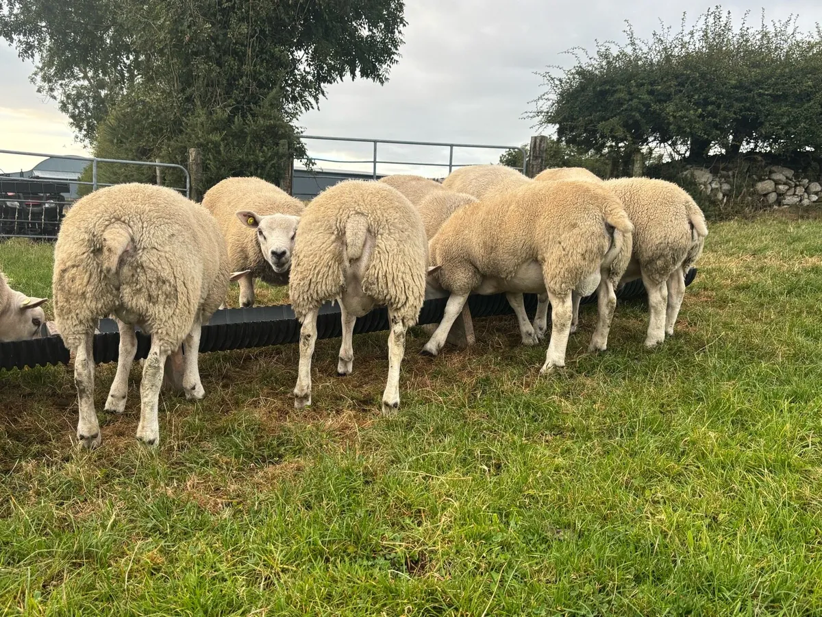 Texel Ram Lambs - Image 3