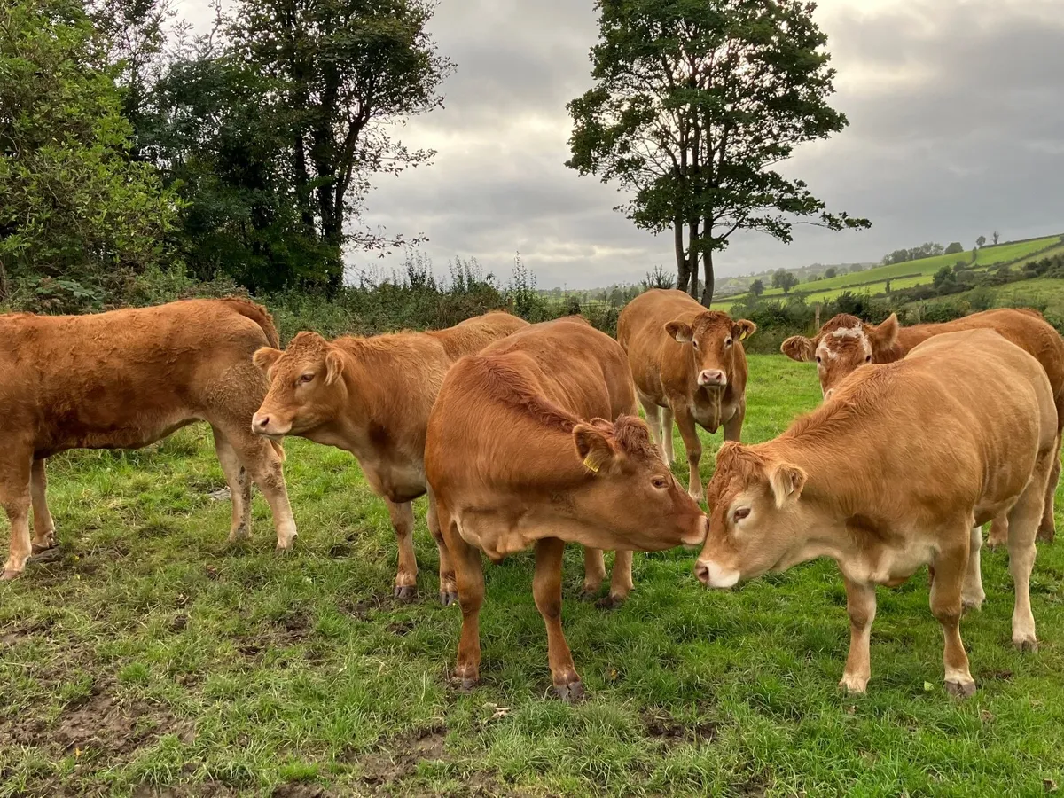 Incalf heifers - Image 1