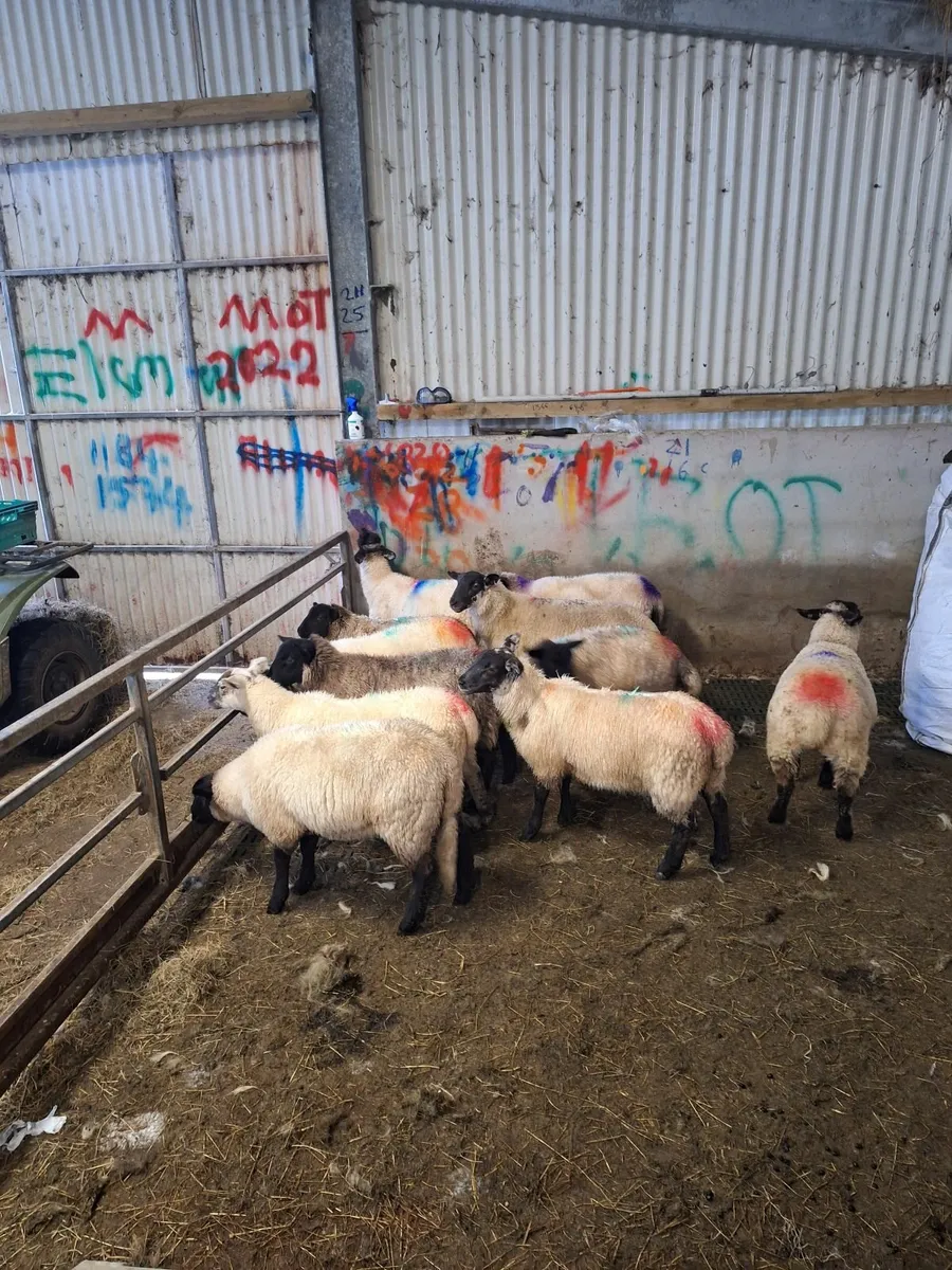Lambs