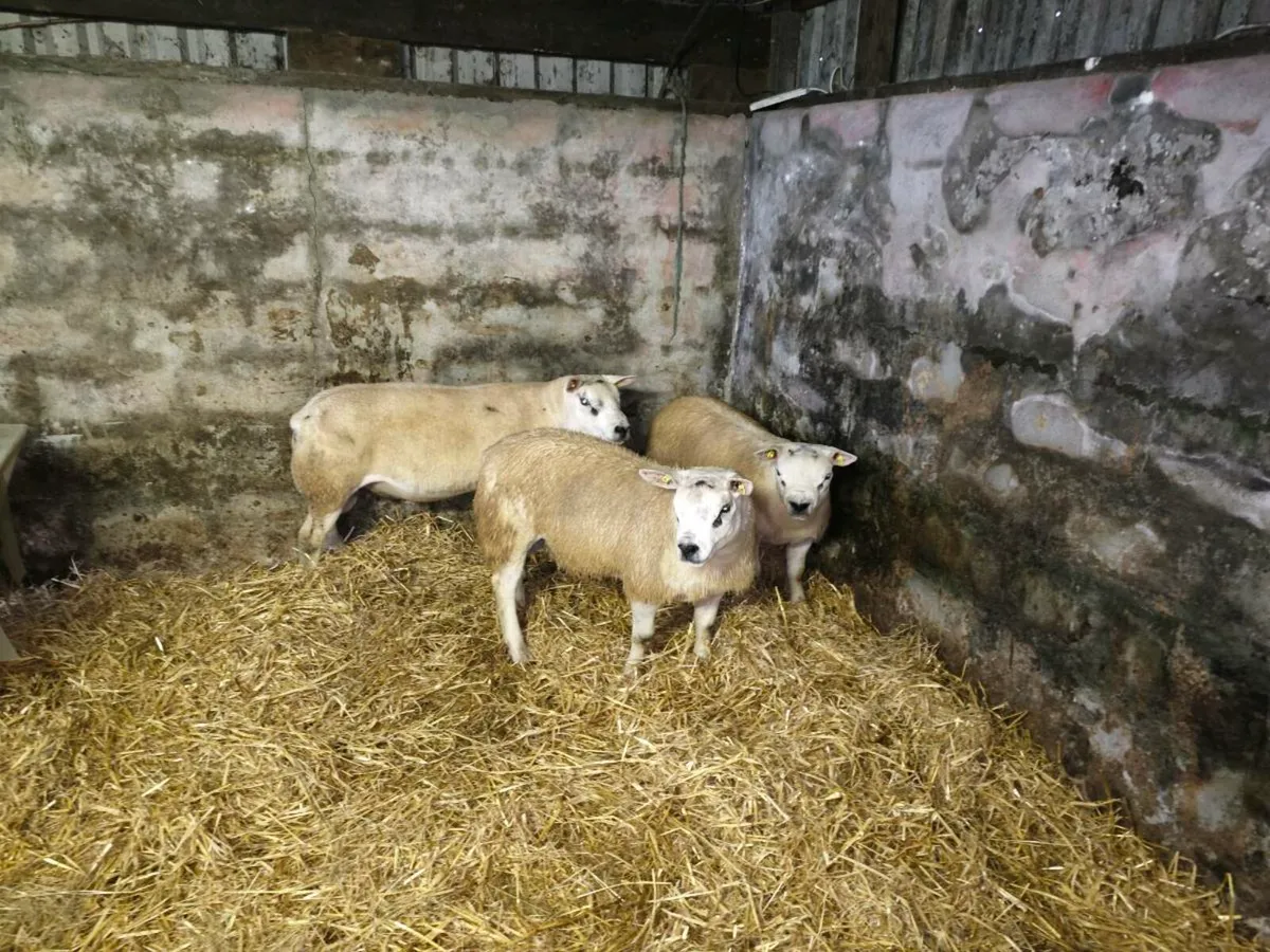 Texel rams for Sale SIS - THIS FRIDAY - Image 1