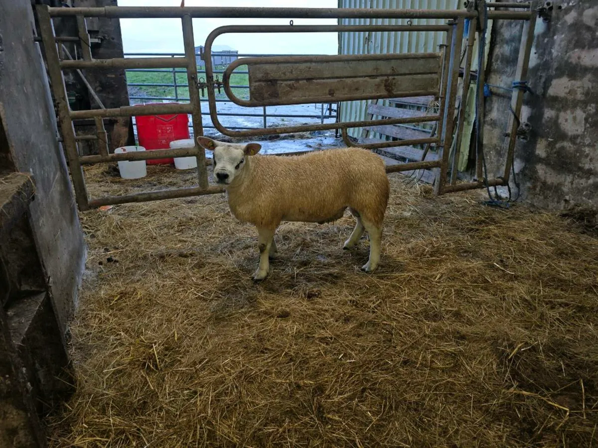 Texel rams for Sale SIS - THIS FRIDAY - Image 2
