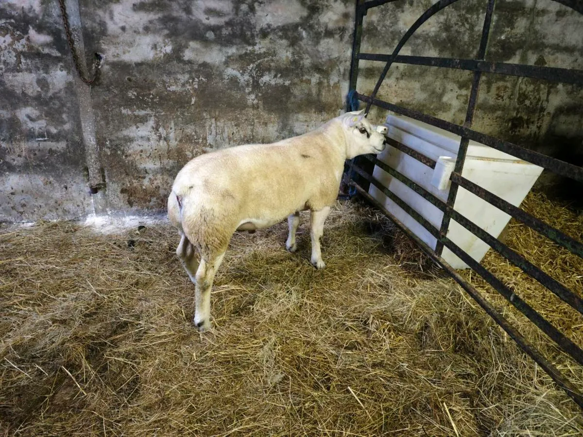Texel rams for Sale SIS - THIS FRIDAY - Image 3