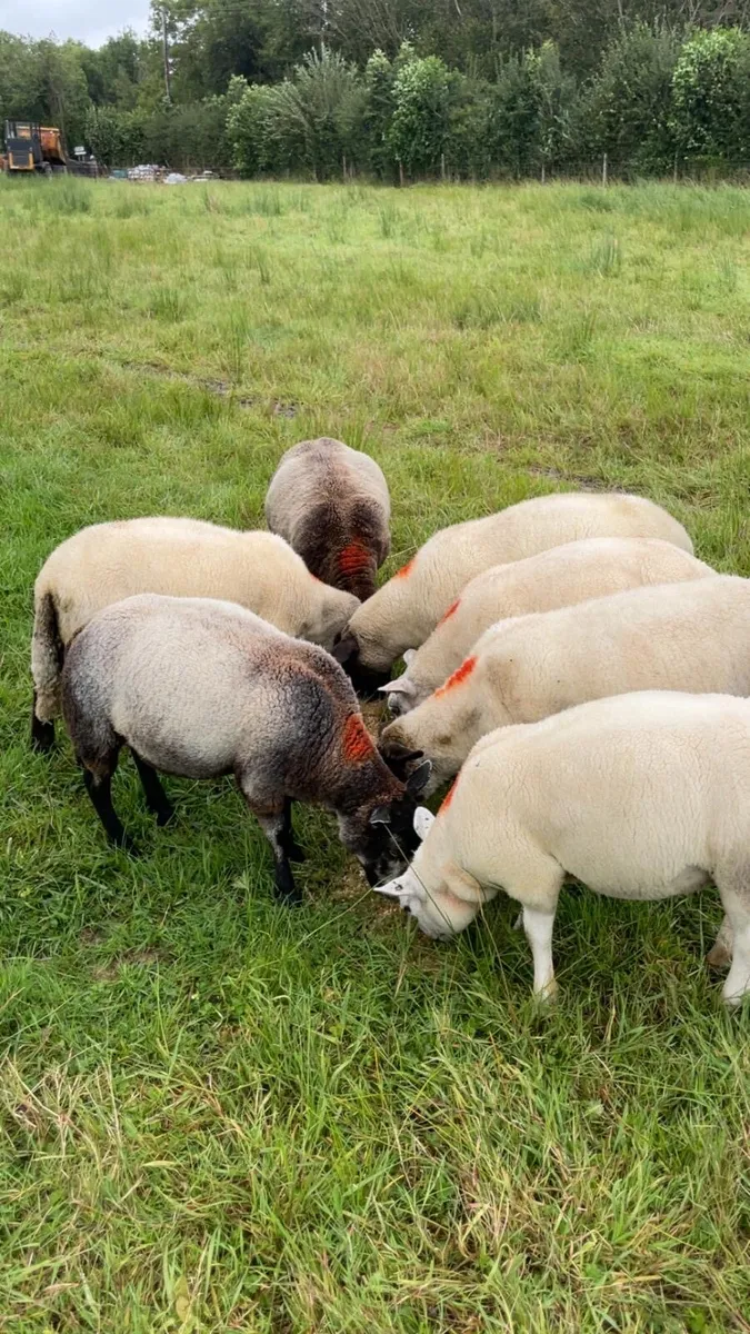 7 hoggets - Image 1