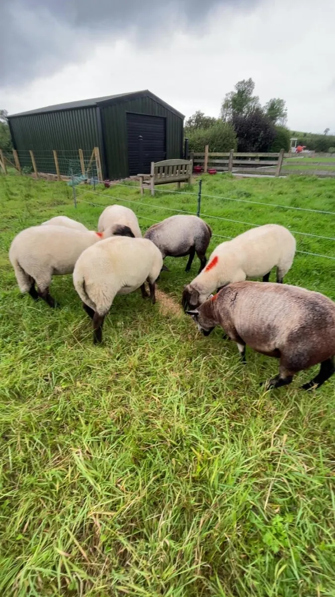7 hoggets - Image 2