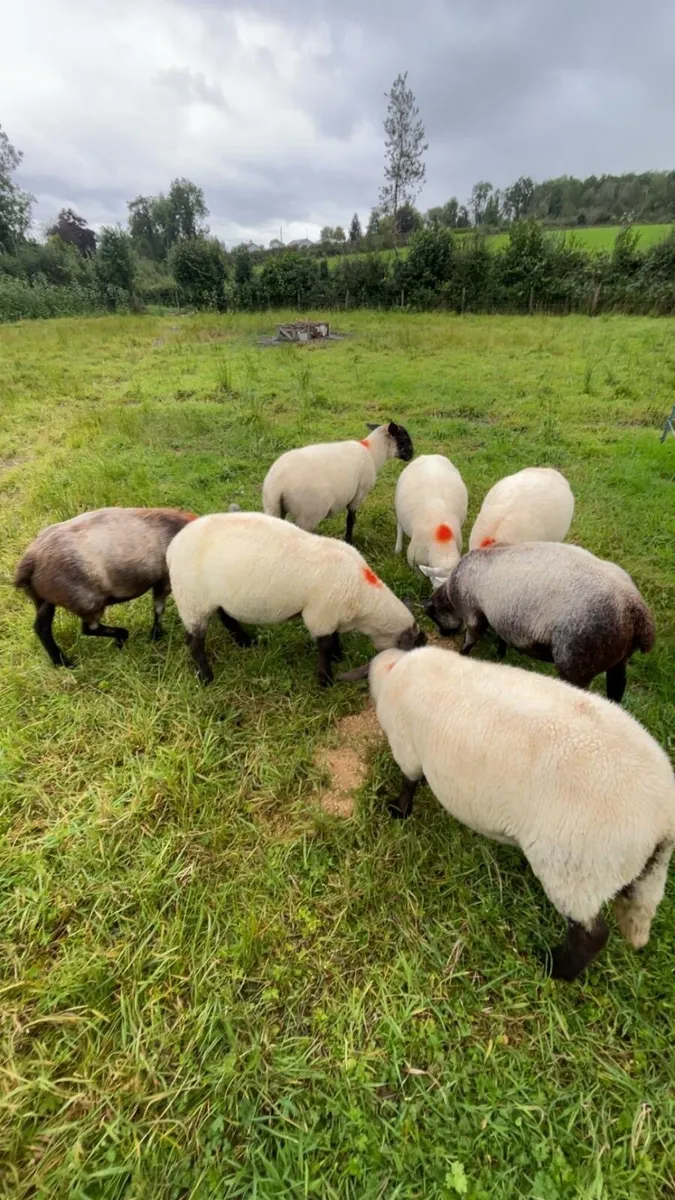 7 hoggets - Image 3