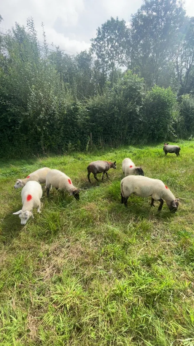 7 hoggets - Image 4
