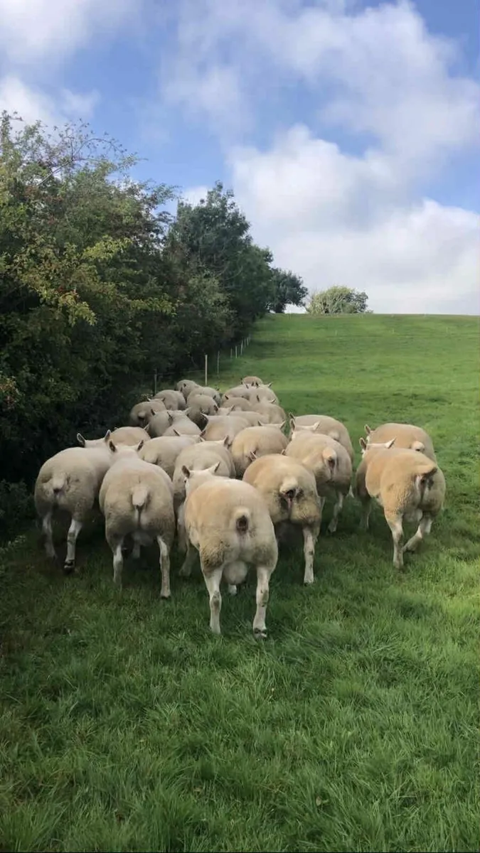 Texel Shearling Ram Sale - 50 Rams - Image 2