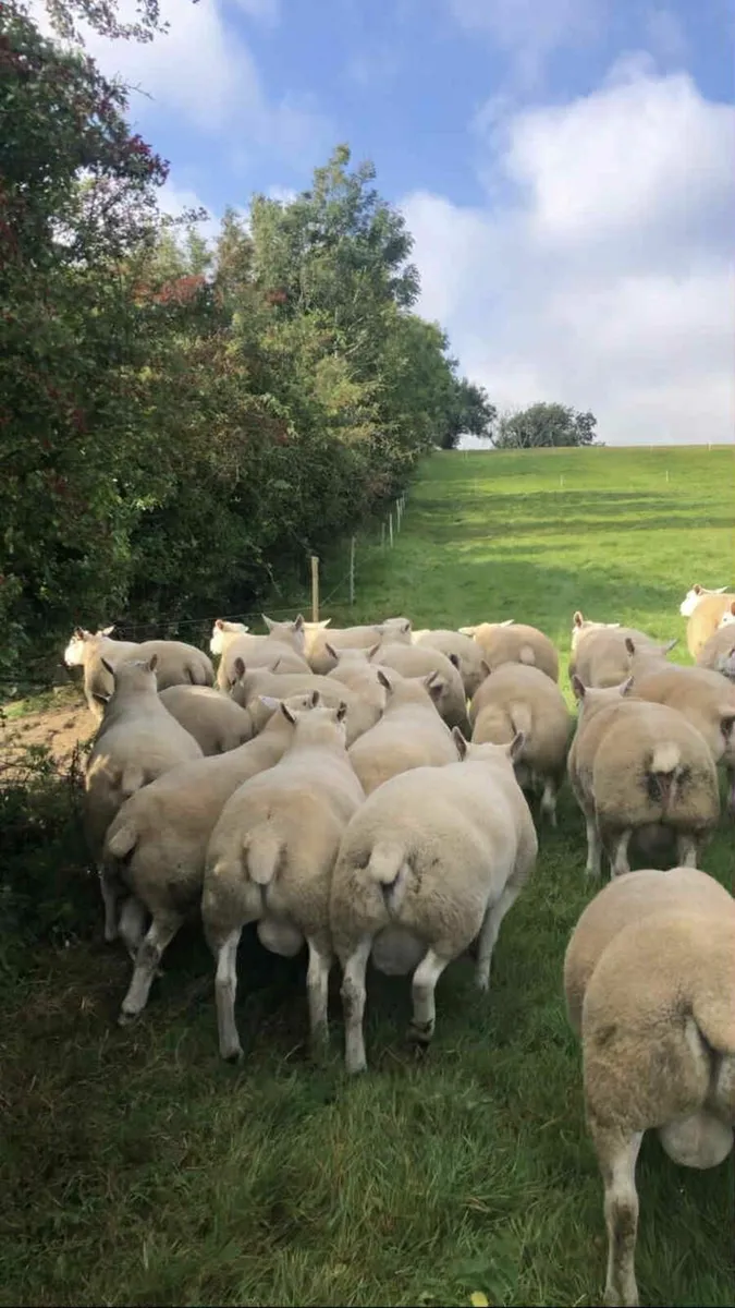 Texel Shearling Ram Sale - 50 Rams - Image 3