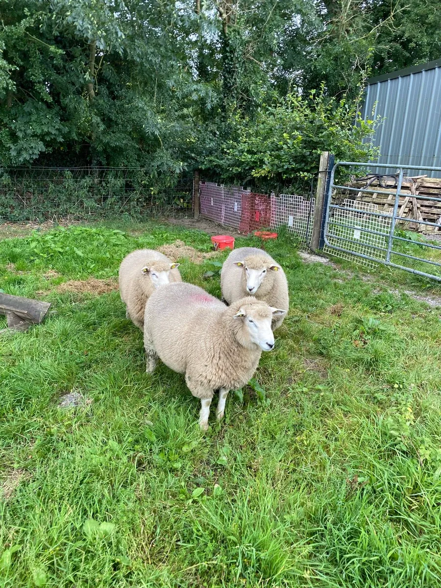 Pedigree Galway rams - Image 1