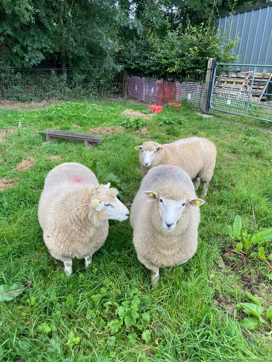 Pedigree Galway rams - Image 2