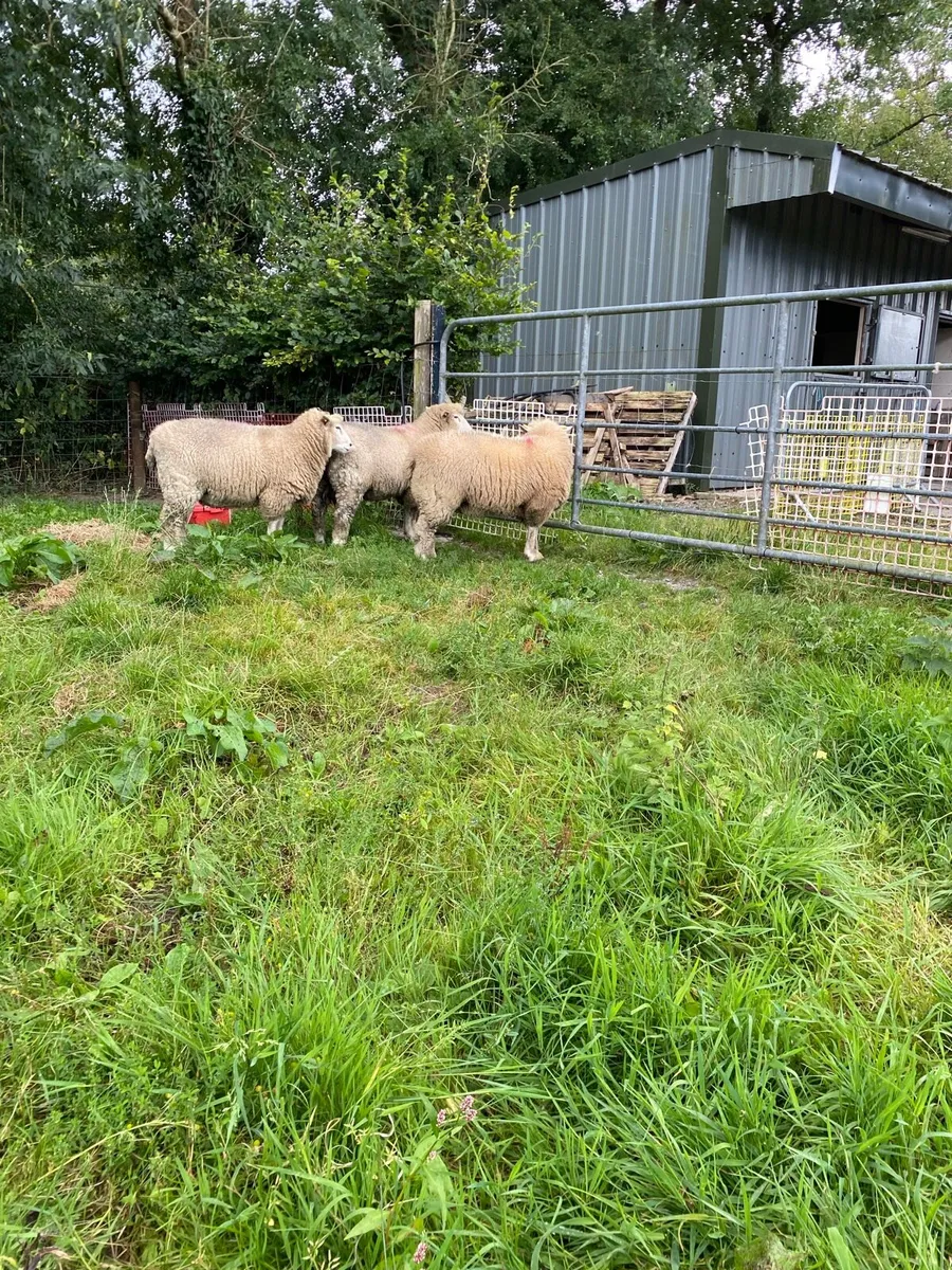 Pedigree Galway rams - Image 3