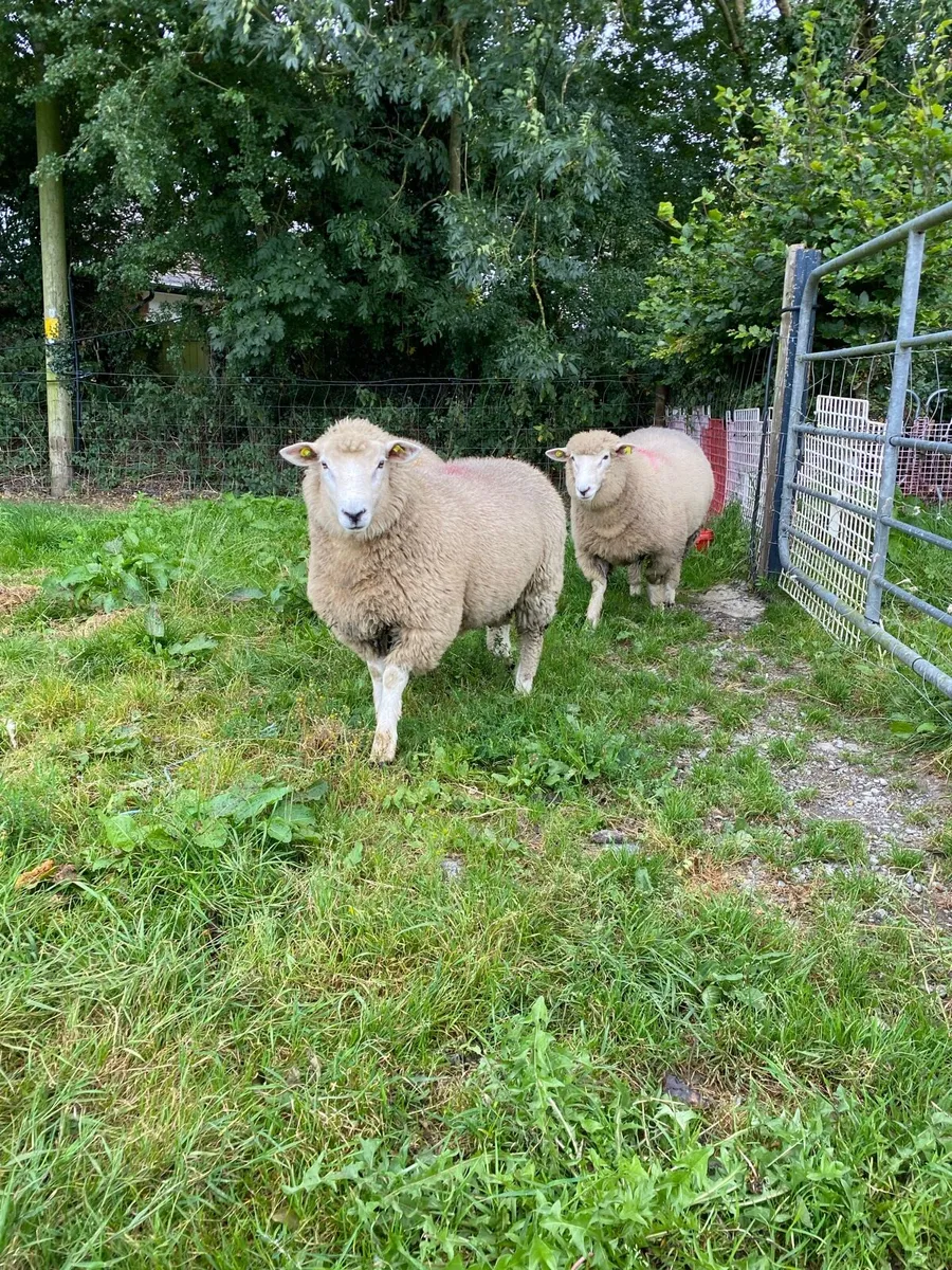 Pedigree Galway rams - Image 4