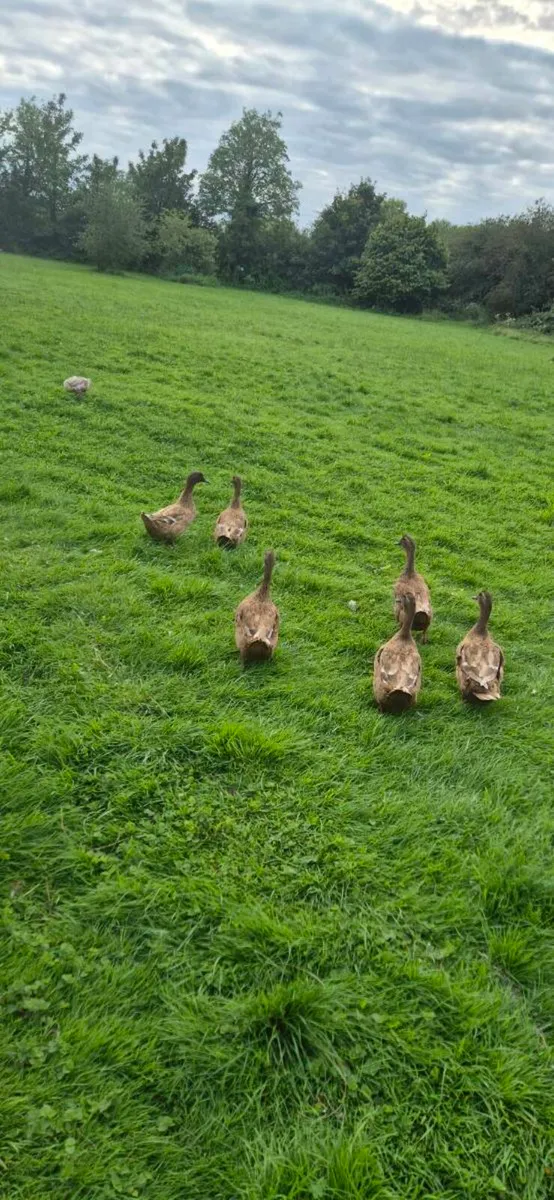 Khaki campbel ducks