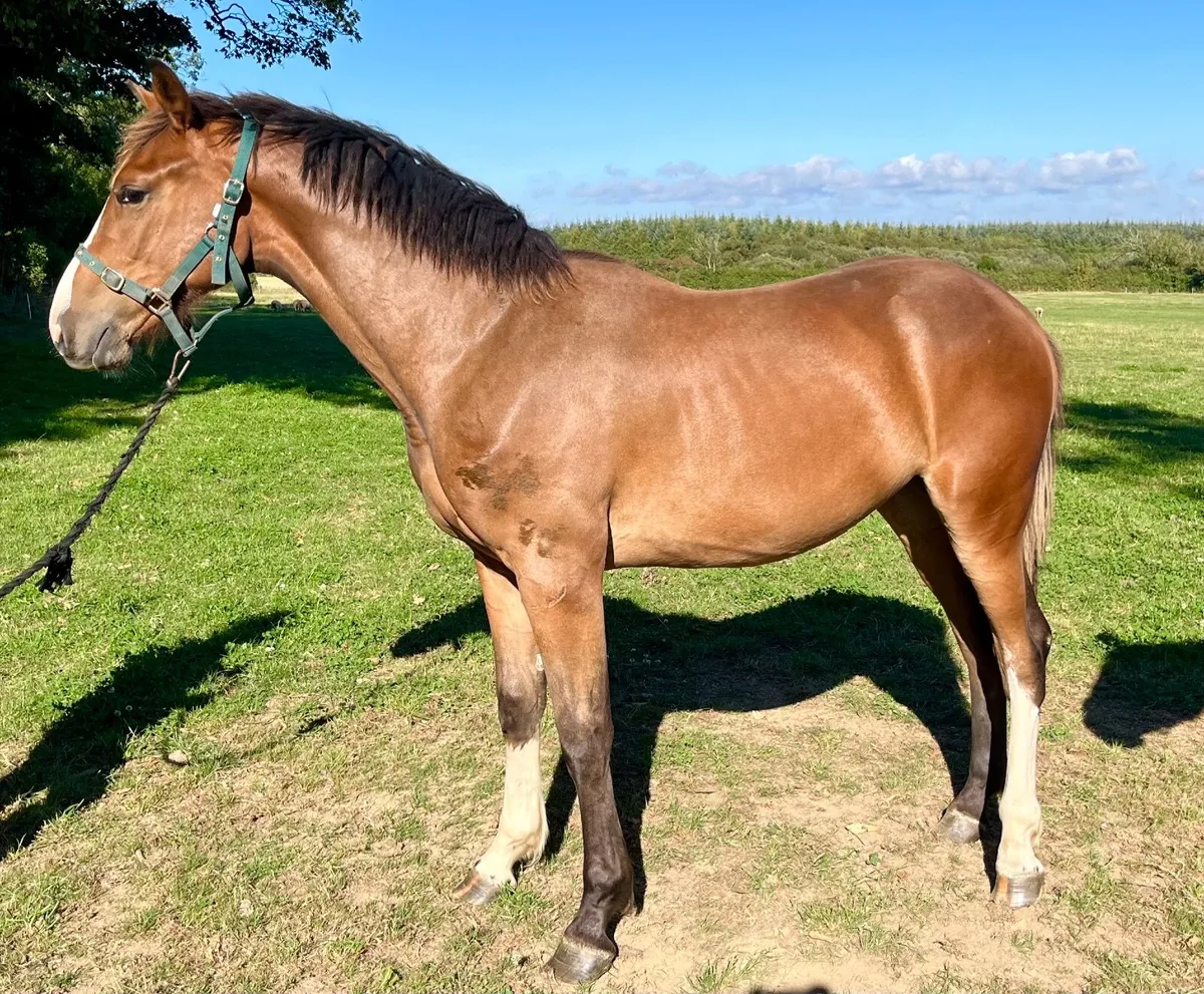 ISH yearling gelding - Image 2