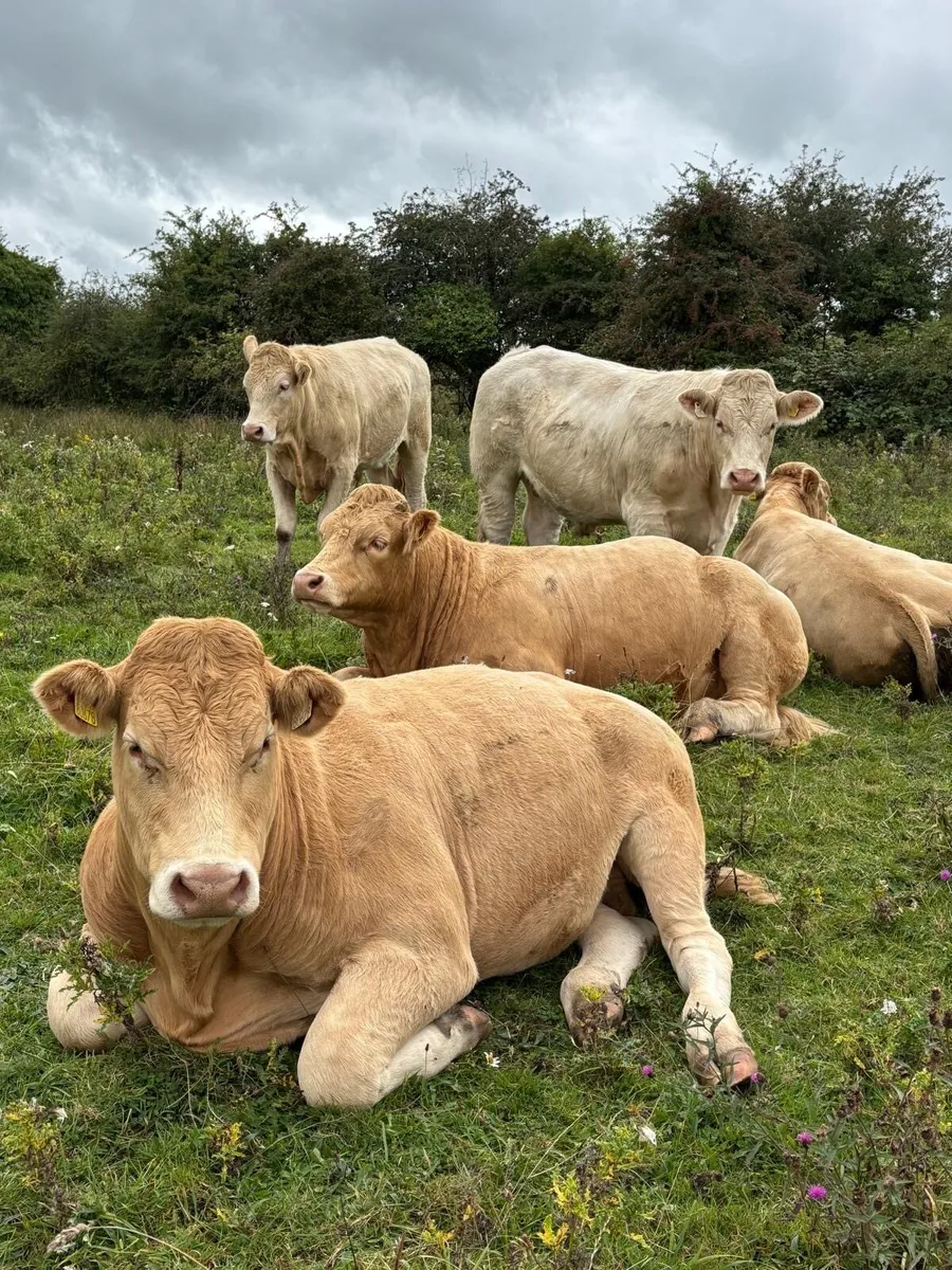 Bullocks @ Ballymahon Mart Thursday 4th Sept - Image 1