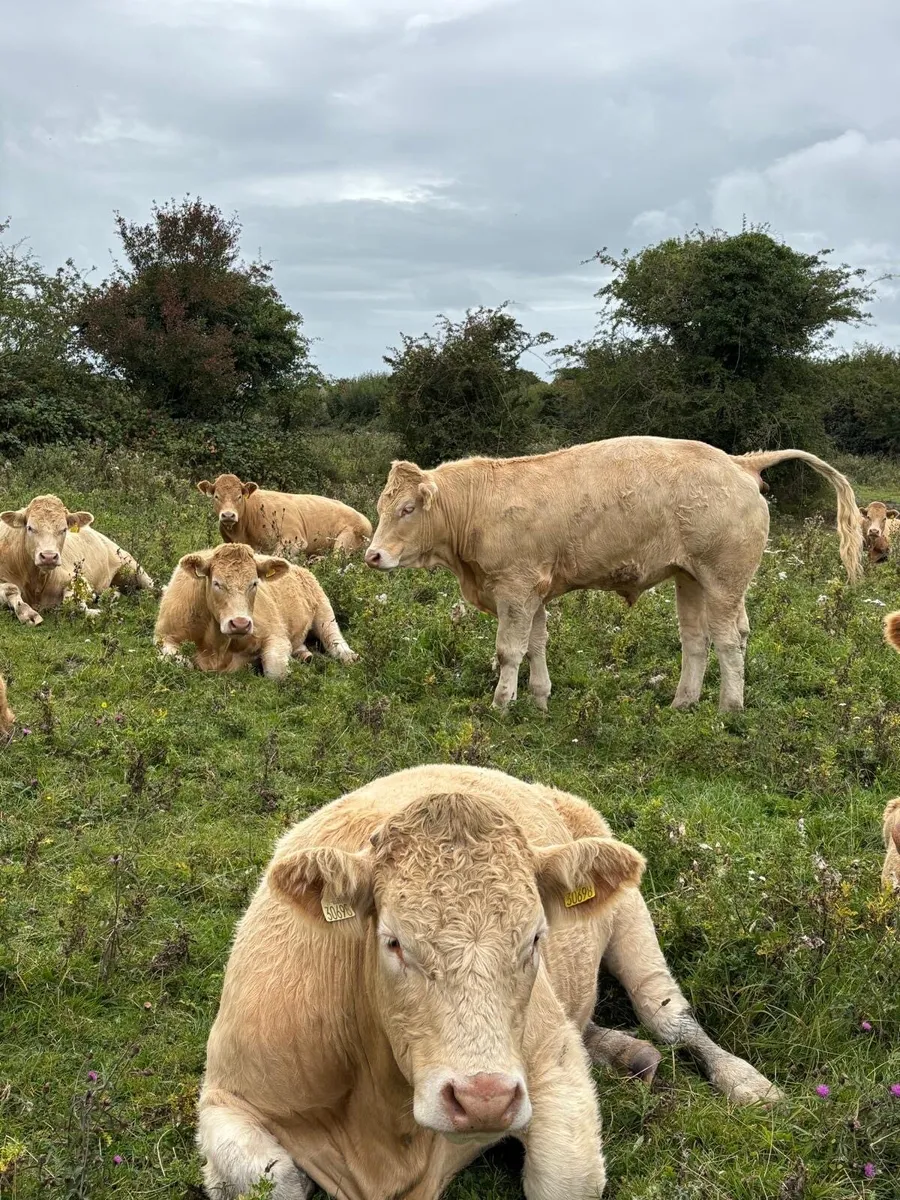 Bullocks @ Ballymahon Mart Thursday 4th Sept - Image 3