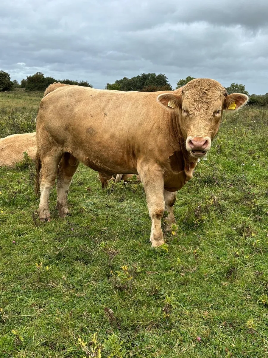 Bullocks @ Ballymahon Mart Thursday 4th Sept - Image 4