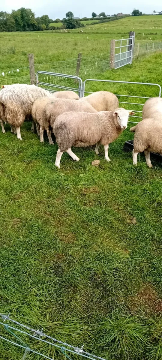 Belclare pedigree ram lambs - Image 1