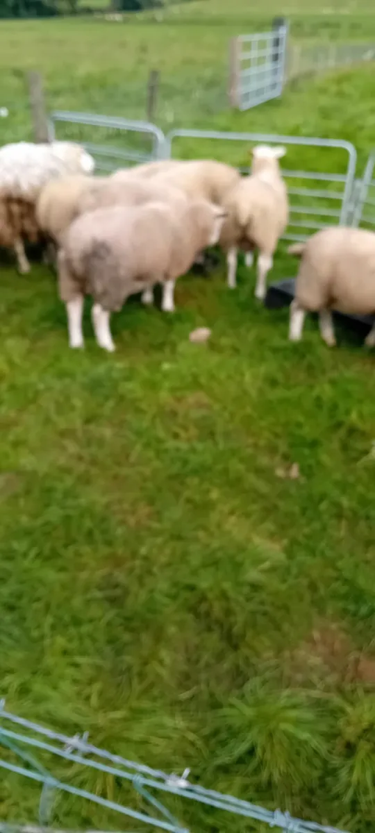 Belclare pedigree ram lambs - Image 2
