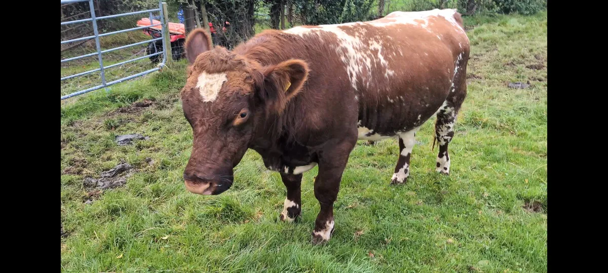 PR Shorthorn Bull & PBR 2nd Calver with Angus calf - Image 1