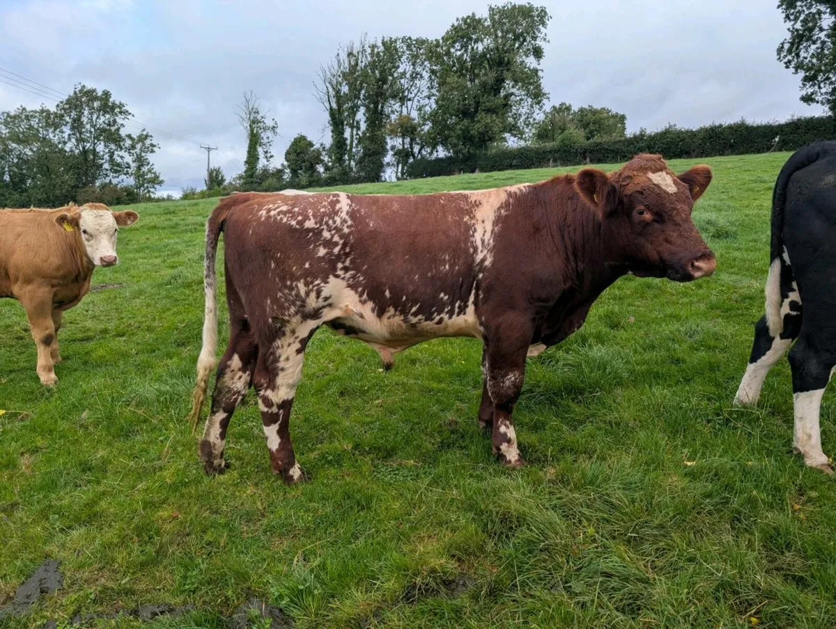 PR Shorthorn Bull & PBR 2nd Calver with Angus calf - Image 2