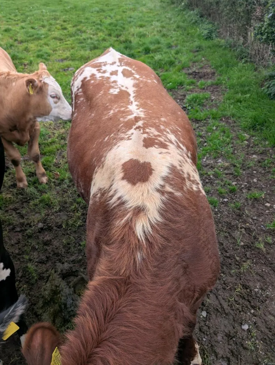 PR Shorthorn Bull & PBR 2nd Calver with Angus calf - Image 3