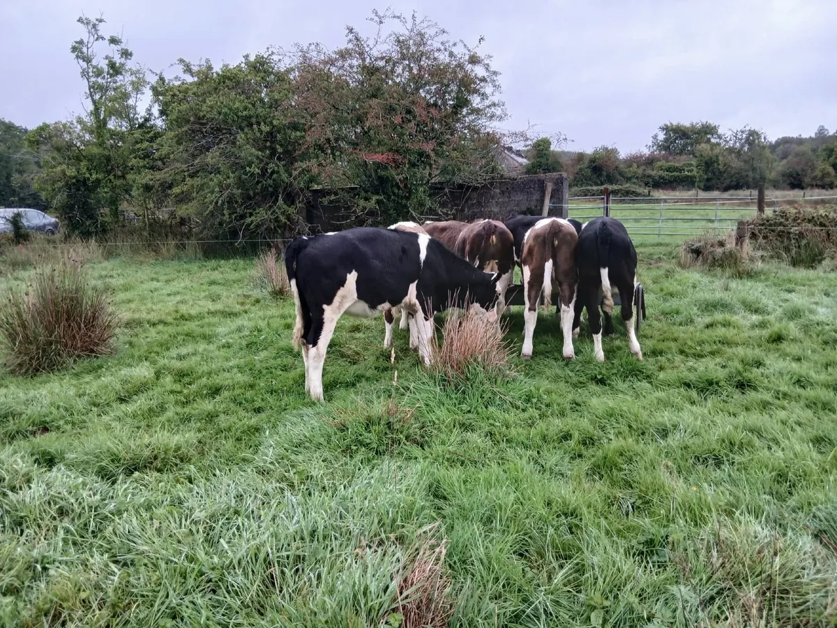 Simmental weanlings - Image 2
