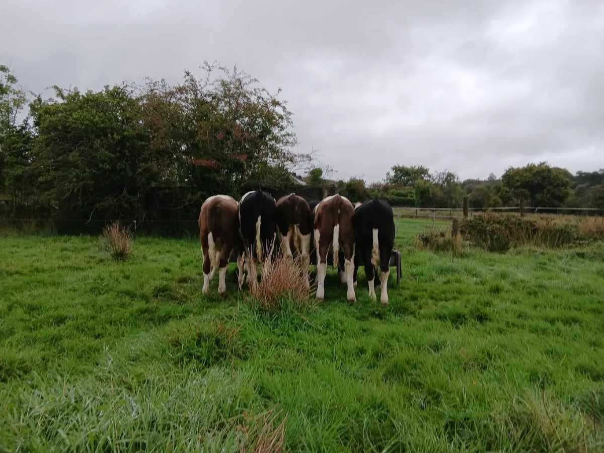 Simmental weanlings - Image 3