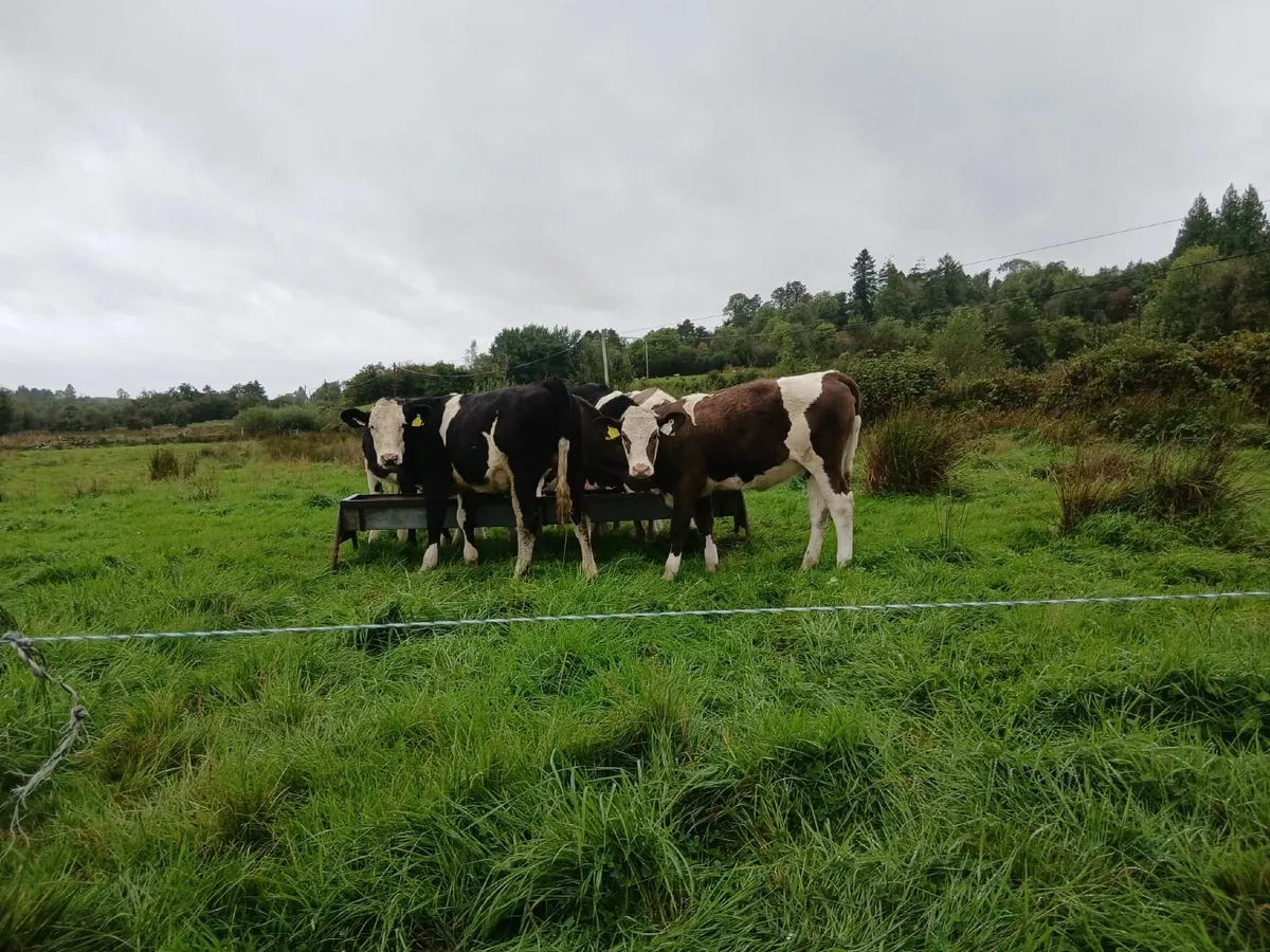 Simmental weanlings - Image 1
