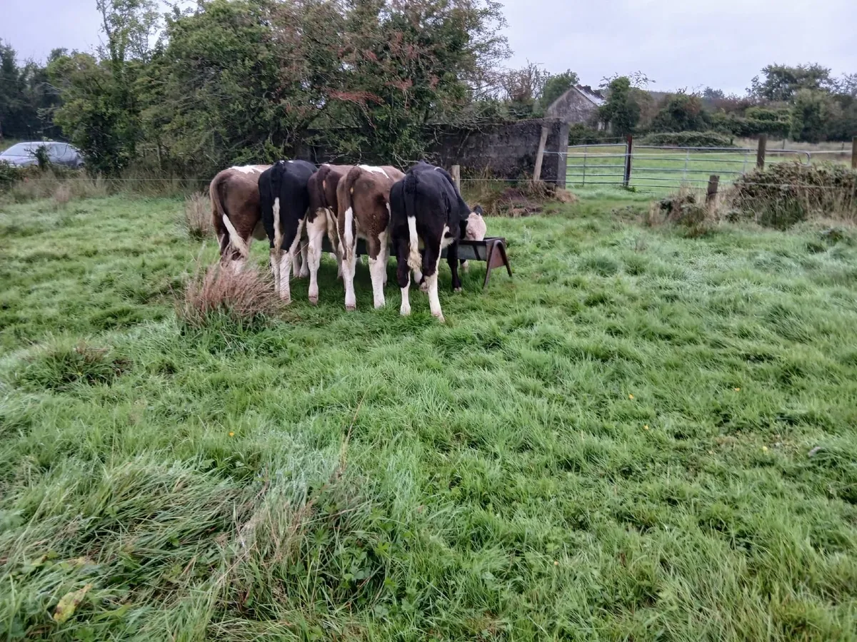 Simmental weanlings - Image 4
