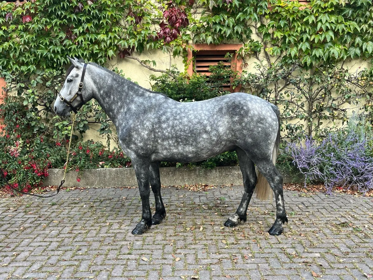 Amazing 4 year old riding Connemara pony - Image 1