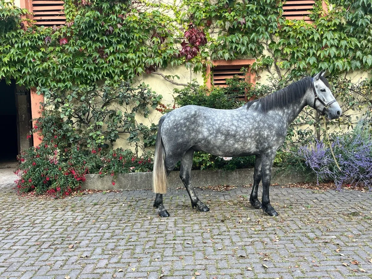 Amazing 4 year old riding Connemara pony - Image 2