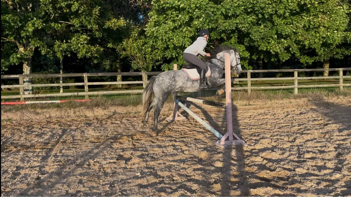 Amazing 4 year old riding Connemara pony - Image 3