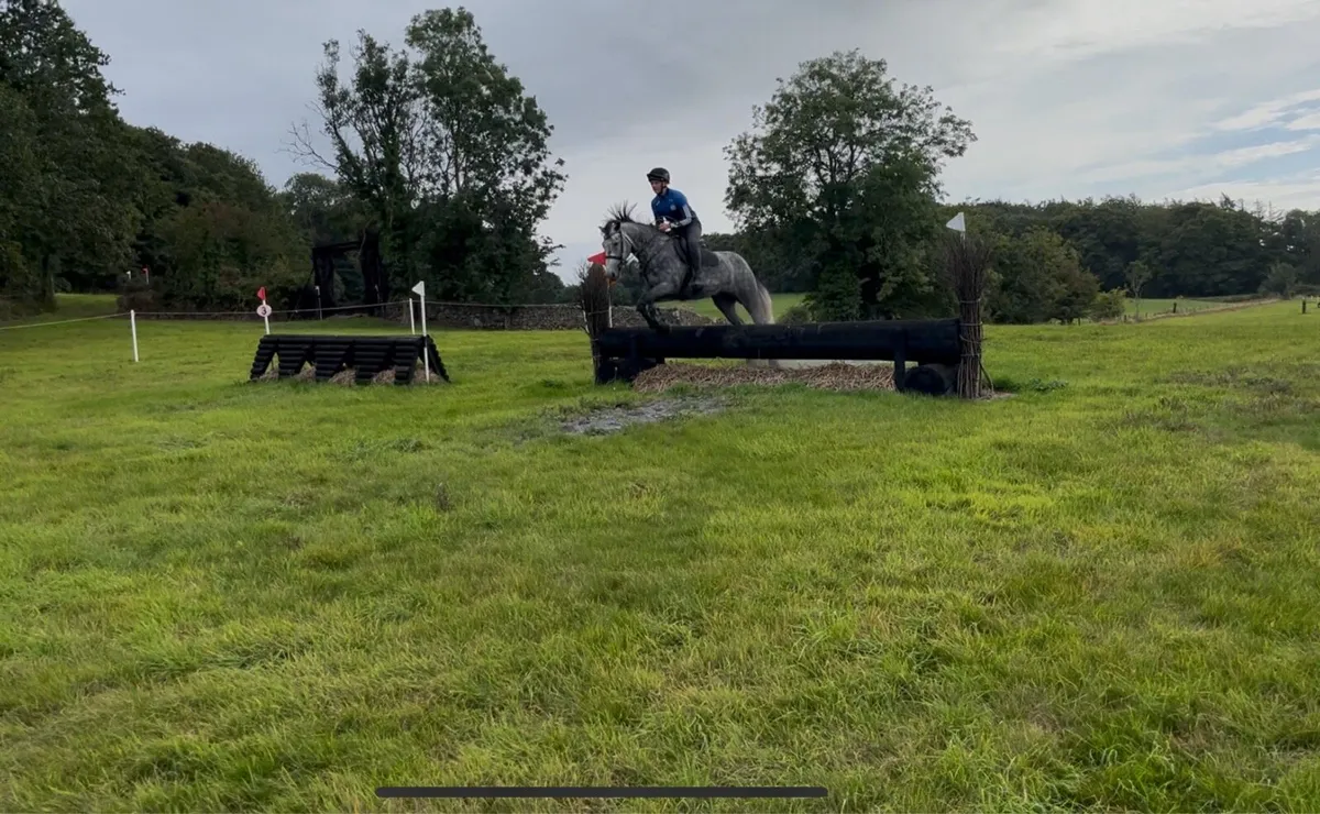 Amazing 4 year old riding Connemara pony - Image 4