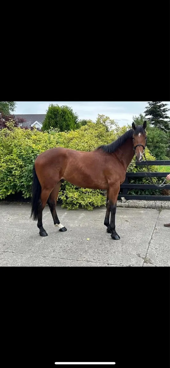 16.3hh 4yr old ID X TB - Image 1