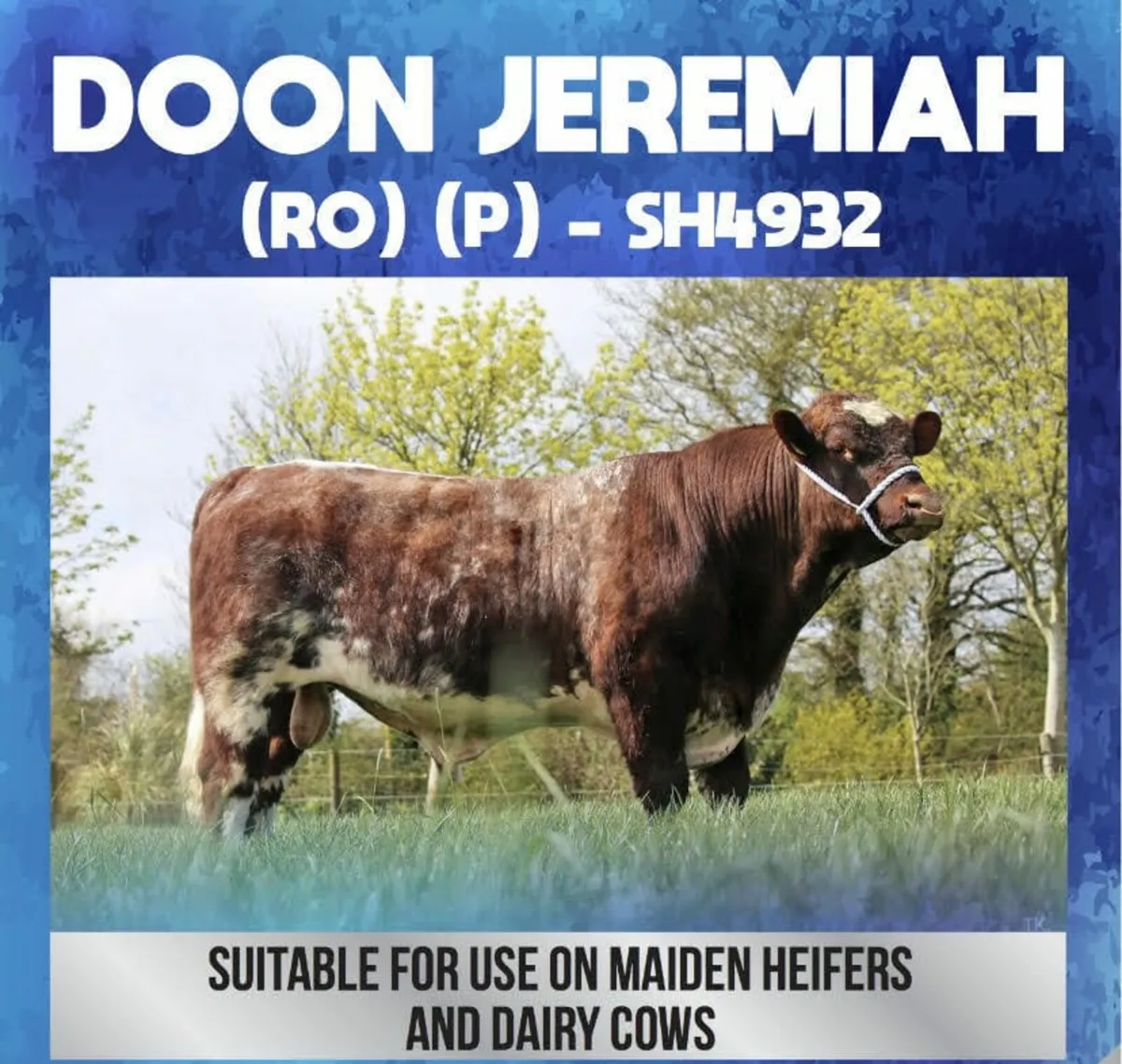PR Shorthorn Bull & PBR 2nd Calver with Angus calf - Image 4