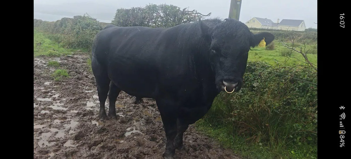 AA Bull - Image 2
